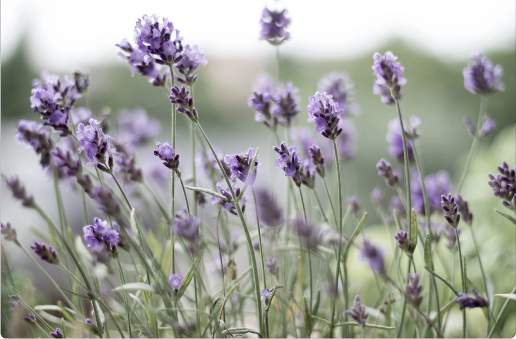Lavender flowers that are used to help to make the essential oil to help you get better grades