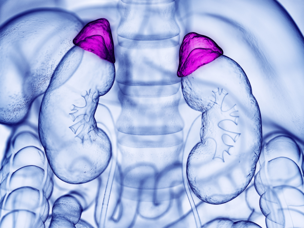 adrenal glands on top of kidneys with spine in background to illustration part of what is a Stress Reaction and How to Decrease Symptoms.
