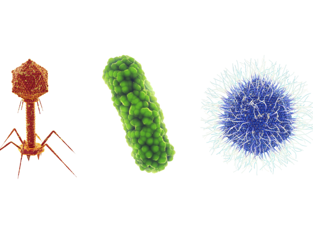 3 different colored germs in a line and how echinacea and elderberry can help your immune system fight germs.