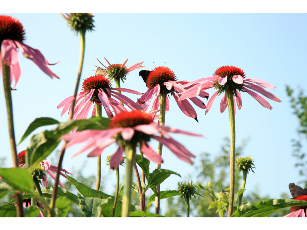 echinacea flowers in the sun. pink flowers with green stems and blue sky in background