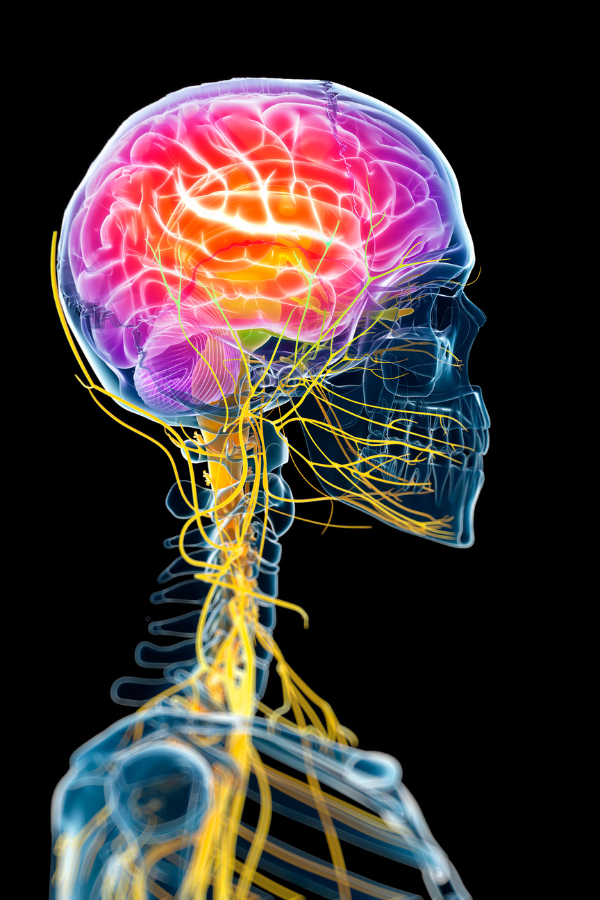 illustration of brain and cervical spinal cord and nerves